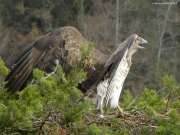 THREATEN. Defensive posture. The male watches the female – pupils contracted, indicating extreme alertness