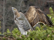 THREATEN. State of excitement. The male shows his possession of the nest (exhibition of white bodyparts) and simultaneously threatens the intruder (tending his head)