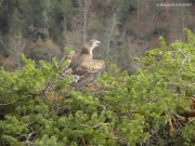 THREATEN. Very aggressive male: neck-bulge. Spread wings. Cries