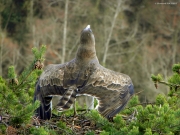 THREATEN. Albatross posture. Very aggressive attitude : “broken” wings, tight tail-feathers and tended neck