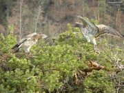 FIGHT. On the left, the male on the nest seriously threatens the female. He opens his wings and tends his head. Sign of intense aggressiveness: bulging neck