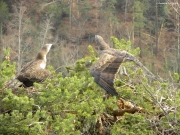 FIGHT. On the right, the female tries to impose. She takes on an aggressive posture. Both birds watch each other out of the corner of their eyes