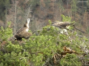 FIGHT. Male apprehension at its highest. Wings touch the nest. The neck-bulge increases. Pupils are contracted