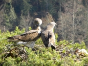 17.03 : the male has brought a twig and the female is looking at him (left).