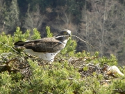 17.03 : the male is restoring the nest (...what a nice twig !)