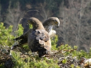 17.03 : courtship at nest - l'amour ... toujours l'amour !