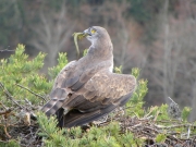 21.03 : he tries - successfully - to attract the female at the nest