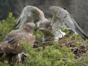 22.03 : the male has given a big viper to the female