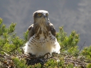 31.03 : the male at the nest for a few days before egg laying