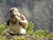31.03 : the female's attention is fixed on jays, which are approaching her nest