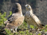 17.03 : courtship; the nicest moment for the birdwatcher; the male on the right; the female is avoiding his eyes