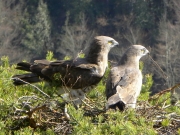 17.03 : the male continues to bring twigs to the nest