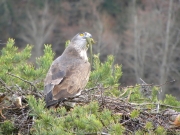 21.03 : the male is looking for the female, he has a prey for her