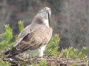 22.03 : the male is waiting for the female to offer her the viper