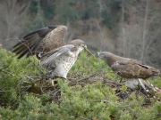 21.03 : courtship - offering prey