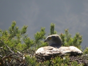 31.03 : the male's at the nest and tries ... to take a sunbath; he remains so within 2 hours, though the nest is empty