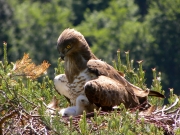 01.06 : the female with the chick (one week old)