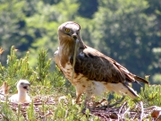 01.06 : with a prey (young Elaphe longissima); the chick will swallow the snake without help...