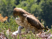 01.06 : she is protecting the chick from the sun