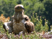 01.06 : the female is very preoccupied with comfort of her chick