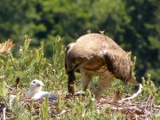 01.06 : with a vole (Microtus sp); it will be impossible for the chick to eat it without maternal help