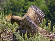 01.06 : the female turns with the sun to provide shadow and avoid overheating of the chick