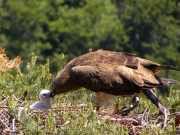 01.06 : cleaning the chick's beak