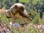 01.06 : the chick is little and needs rest, which is carefully protected by Mam