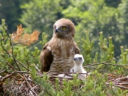 09.06 : the chick is 15 / 18 days old; the first little feathers are appearing on its back