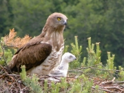 09.06 : even at this early age the chick is quite curious