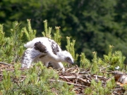 13.06 : the eaglet is 19 / 22 days old; it cannot fly but walks on all fours very well
