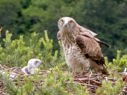 13.06 : does the male look at the photographer? no, he doesn't, a jay is the subject of his attention