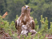 17.06 : the chick is 23 / 26 days old