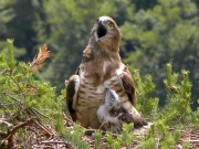 17.06 : Ma is yawning and it's very interesting