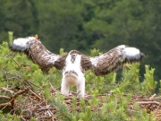 17.06 : the eaglet is not ready to take off .. but he already tries !