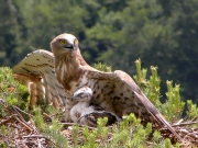 17.06 : there, under mother's wing, is the best and the most peaceful place for the chick now