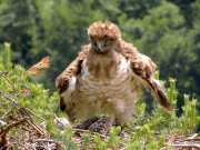 17.06 : sometimes her moveable feathers make her look too fat