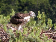 20.06 : the chick is already 26 / 29 days old