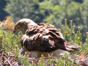 01.06 : the female spends all her time with the eaglet; their relationship is very strong now