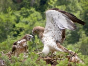 25.06 : the male on the nest; his special aggressive poses are addressed to an intruder which unfortunately remains unseen; the chick doesn't understand what happens