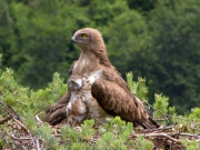 25.06 : the eaglet is 32 / 35 days old; it still needs to be protected from heat by the mother