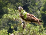 25.06 : the female has brought a branch for cooling the nest
