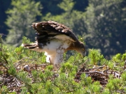 03.07 : the juvenile is 39 / 42 days old now; while the eaglet is flapping wings bits of fluff in the air look like it's snowing