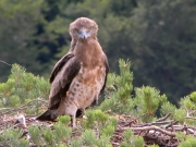 08.07 : the eaglet is 44 / 47 days old; this incredible transformation took just one month