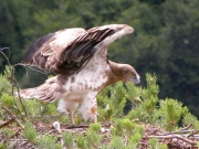 08.07 : this juvenile Short-toed Eagle is very dynamic; the wind inspires, it seems, but the biggest flight feathers are half-grown yet