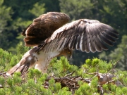 15.07 : the juvenile is 51 / 54 days old; the exercises are being done regularly