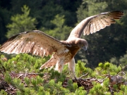 15.07 : it is still very dynamic; it often tries to flap its wings