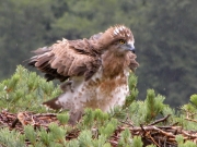 15.07 : under rain... the young Short-toed Eagle seems to be enjoying water