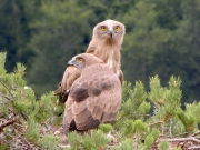 22.07 : the juvenile (59 days old) Short-toed Eagle in the foreground, with its mother