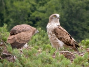 22.07 : the father (right) with the young on the nest